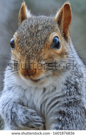 Animal, squirrel, candid picture. Funny expressions.