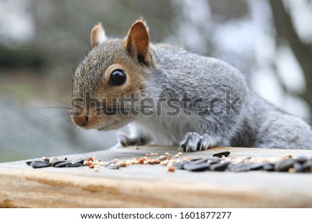 Animal, squirrel, candid picture. Funny picture.