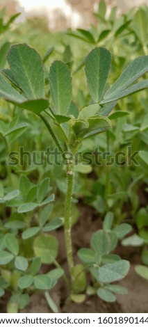 The beautiful pictures of Fenugreek