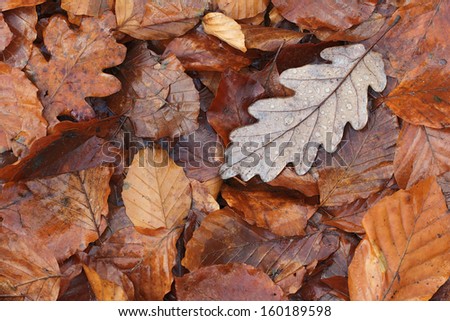 Background of colorful autumn leaves on forest floor 