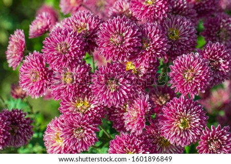 Beautiful  pink chrysanthemums close up in autumn Sunny day in the garden. Autumn flowers. Flower head