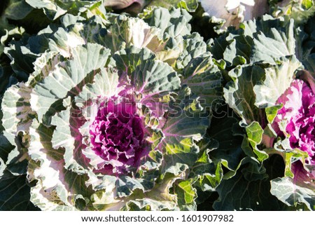 The beautiful pattern purple kale