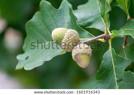 Close up picture of a pair of new acorns on an oak tree. 