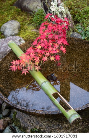 A picture of a water bowl in a Japanese garden, with a branch of a maple leaf hanging over it.  Kyoto Japan
