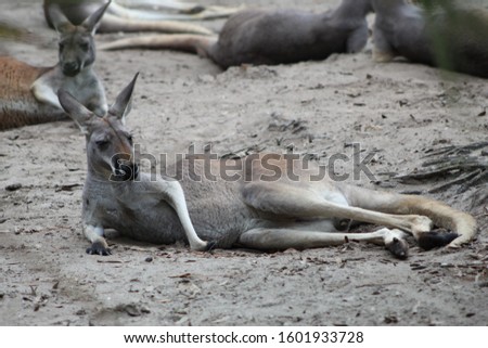 Kangaroo enjoying the afternoon shade