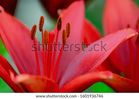 A close-up photo of a huge and beautiful garden dahlia flower (Compositae family). Shallow depth of field.