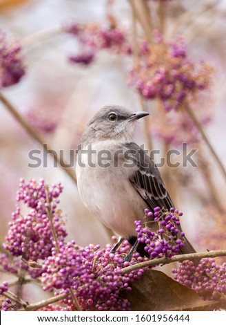 A mockingbird in a pink tree