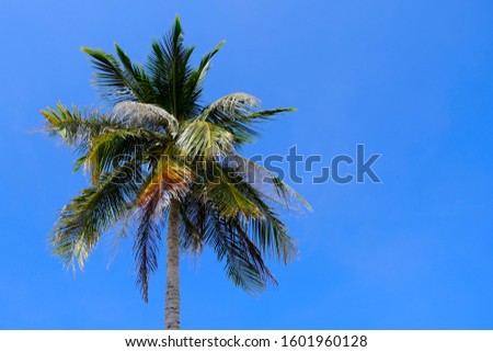 Tropical Palm Trees With a Blue Sky Background