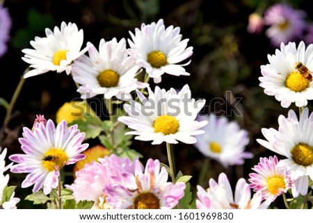 White Oxeye Daisy image, background flower image 