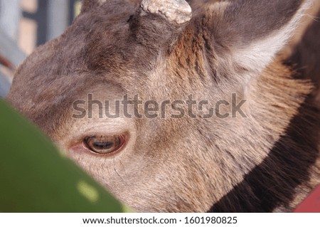 a picture of a cute animal