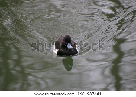a picture of ducks swimming in a lake