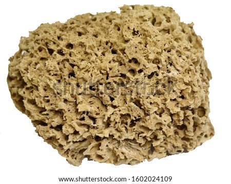 Closeup of a marine sponge (Spongia officinalis) Royalty-Free Stock Photo #1602024109