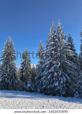 Snowy spruce forest. Panorama of the foggy winter landscape in the mountains.