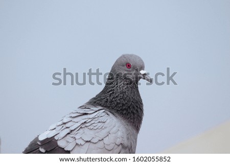 A beautiful picture of Pigeon 