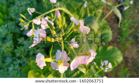 Green crops and plants in Sunny morning. growing flowers , trees with foggy background.
