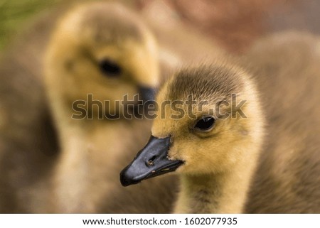 cose up of head of canaday goose chick
