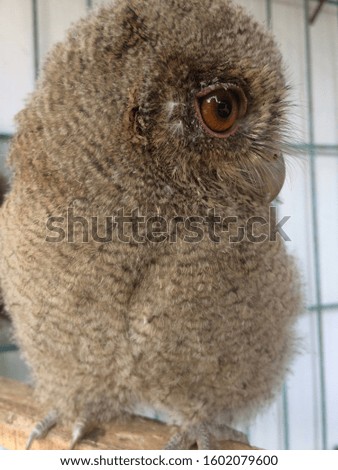 owl in a cage, very cute.