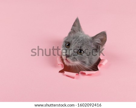 The kitten looking through torn hole in pink paper. Playful mood kitty. Unusual concept, copy space.