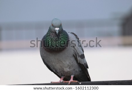 A Beautiful picture of Pigeon 