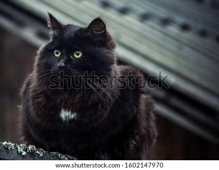 black cat, photo in dark colors