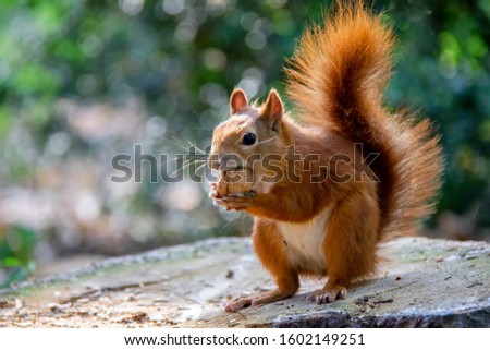 Red squirrel eating a nut. Sciurus vulgaris. Royalty-Free Stock Photo #1602149251