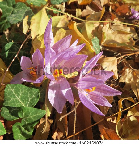 Blooming crocus purple flowers in early spring in the garden on sun light - top view. Early spring flowers. Royalty-Free Stock Photo #1602159076