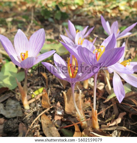 First blooming violet crocuses in the park. Blooming spring purple flowers. Royalty-Free Stock Photo #1602159079