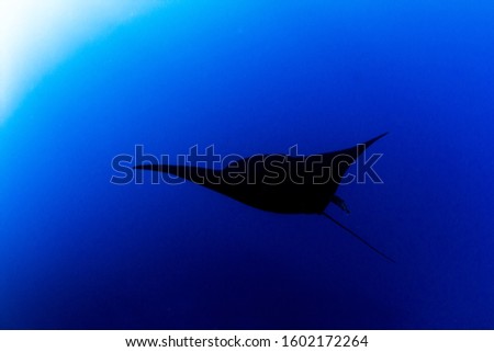 Picture shows a Black Manta Ray at Islas Revillagigedos, Mexico
