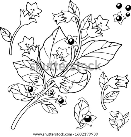 Belladonna plant. Vector black and white illustration
