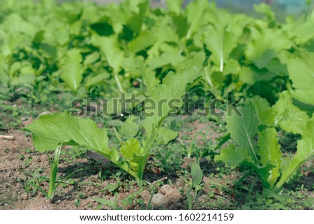 A leaf pictures of green vegetable garden of a mustard green and lai xakh bed.