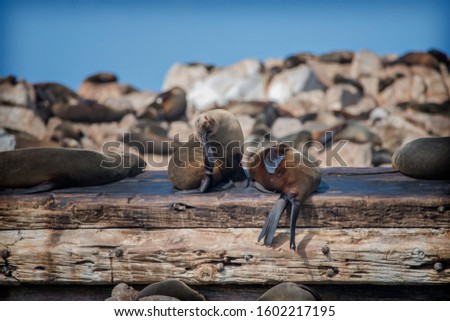 Cape fur seal,seals on shipwreck,south African, wildlife,shark alley,