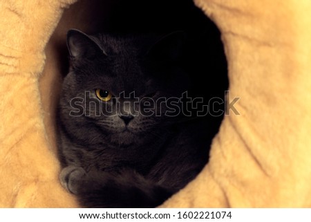 Domestic British cat portrait evil sight looking at camera in hole of sofa for pets, animal shelter concept picture 