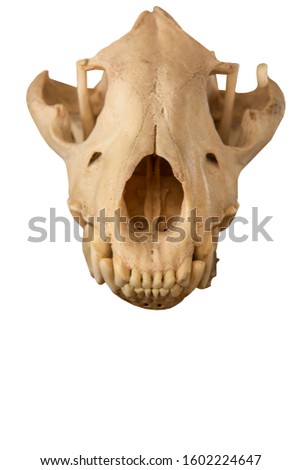 Hyena, is a dead mammal with only a skull.