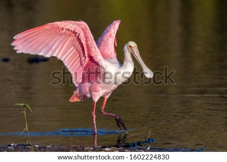 Roseate spoonbill walks along the shore with open wings Royalty-Free Stock Photo #1602224830