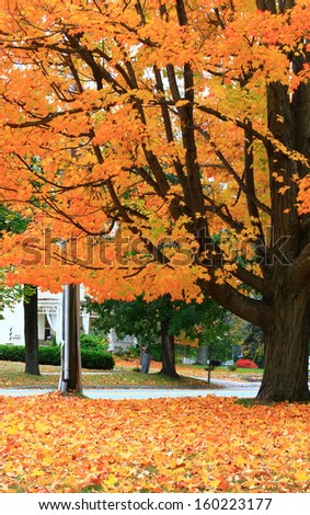Colorful Orange leaves on Tree