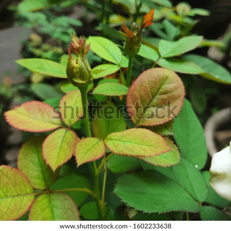 Beautiful small rose bud surrounding with green and red leaves on blurry background.