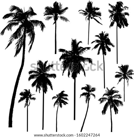 Collection of vector silhouettes of coconut palms isolated on a white background. Black icons of palm trees of different shapes
