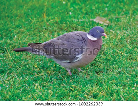 Pigeon on the grass. Dove on the lawn.  Beautiful bird.