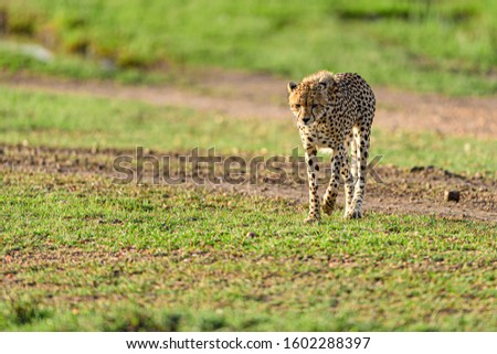Wild African cheetah, beautiful mammal animal. Africa, Kenya 