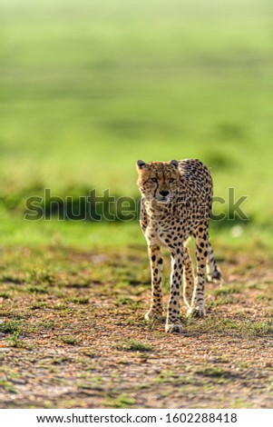 Wild African cheetah, beautiful mammal animal. Africa, Kenya 