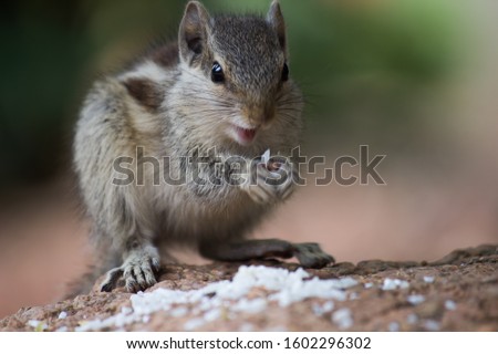 Squirrels are members of the family Sciuridae, a family that includes small or medium-size rodents. The squirrel family includes tree squirrels, ground squirrels, chipmunks, marmots, flying squirrels