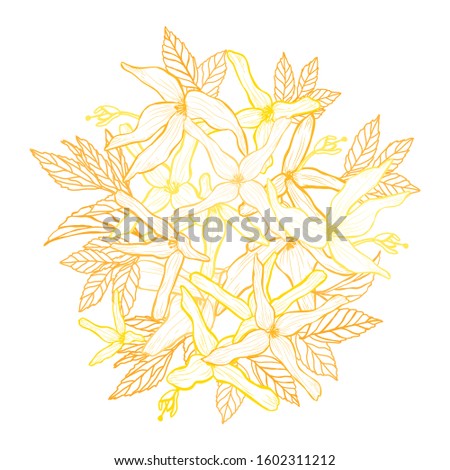Decorative hand drawn forsythia flowers, design elements. Can be used for cards, invitations, banners, posters, print design. Floral background in line art style