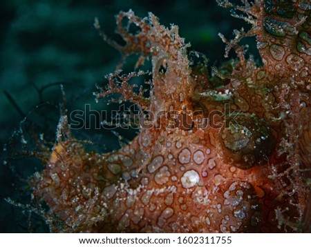 Redish Weedy Scorpionfish, Roter Tentakel Drachenkopf (Rhinopias frondosa) 