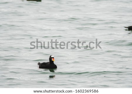 A view of a male Surf Scoter swimming  in the sea.
White Rock    BC Canada    November 28th 2019
