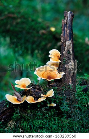 Fungi in forest