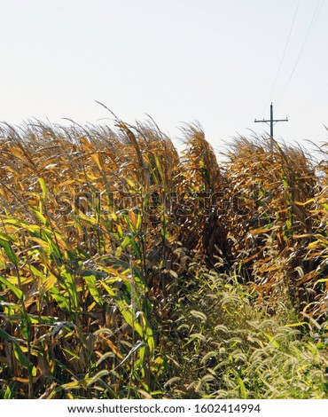 Dry corn in rural Indiana