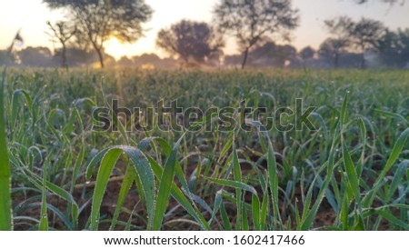 a front selective focus picture of organic young corn field at agriculture farm in the morning sunrise.


