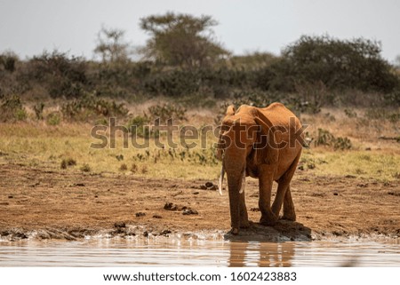 African Bush elephants - Loxodonta africana family walking on the road in wildlife reserve. Greeting from africa.
