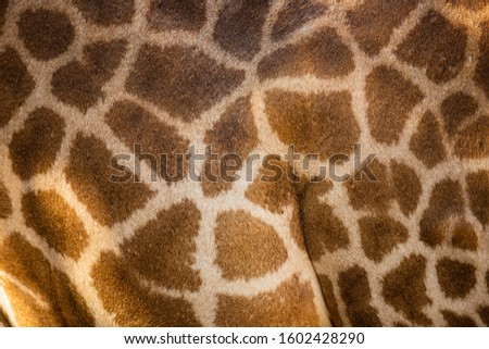 The giraffe skin is the background and beautiful.