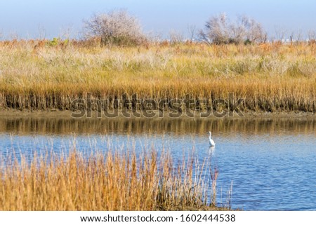 Wetlands and Grasslands of Galveston Island State Park with Snowy Egret in Marsh Pool Royalty-Free Stock Photo #1602444538